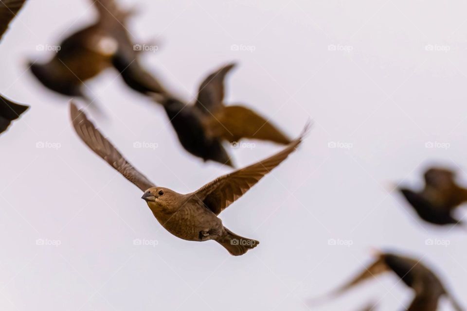 A female cowbird and her friends fly with that European Starlings. Raleigh, North Carolina. 