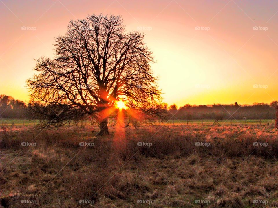 Tree sunset