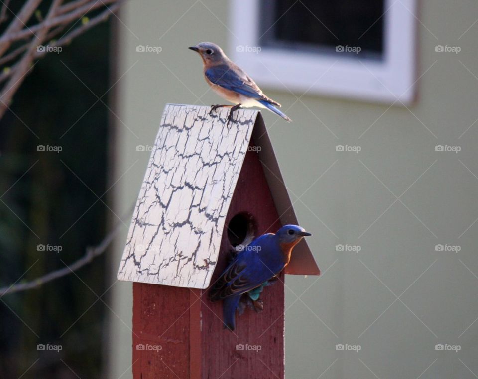 Me and Mrs Bluebird