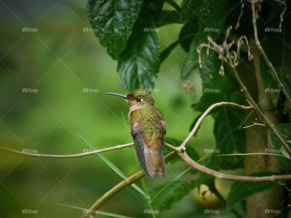 Colibrí, mini bird.