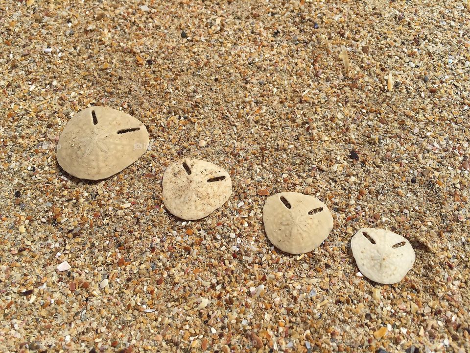 Pansy shells on sand