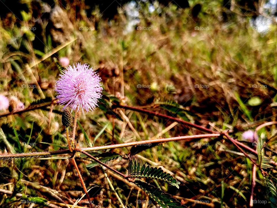 sensitive plant, mimosa pudica. shoot in tropical country Indonesia