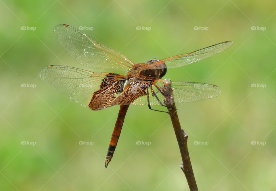 A dragonfly holding on