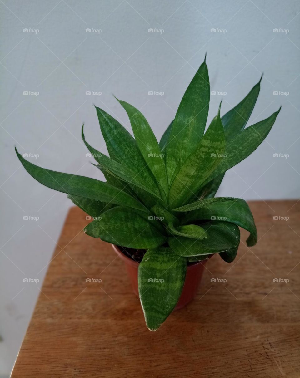 sword of st george in vase