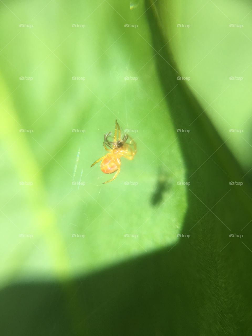 Tiny spider