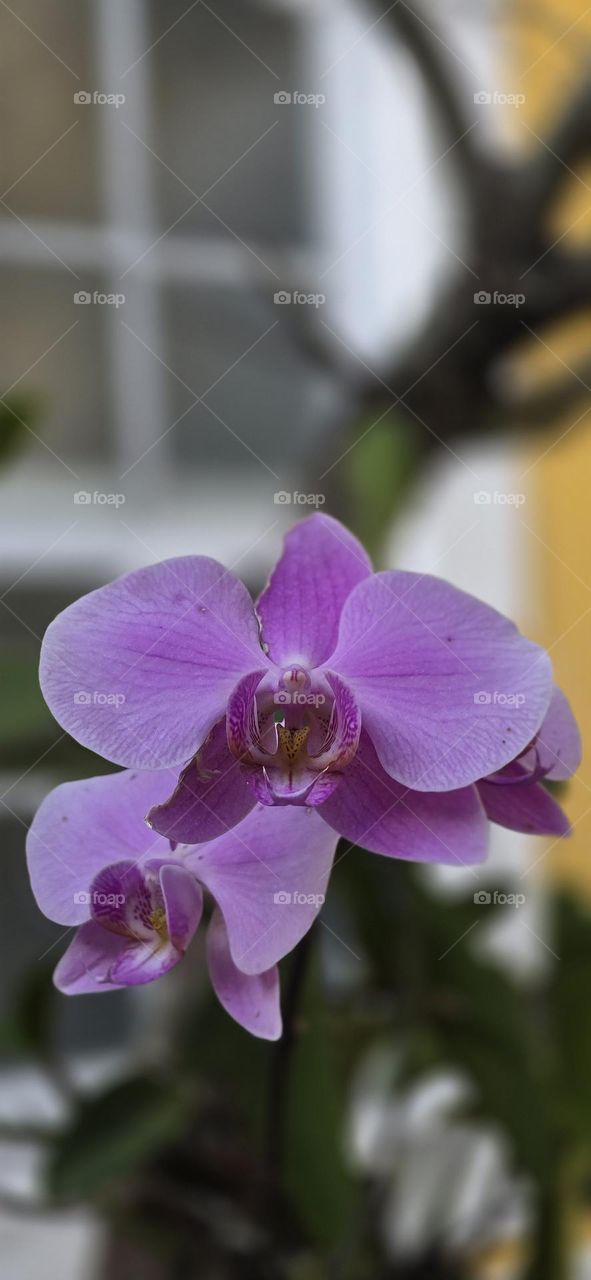 Orchidee