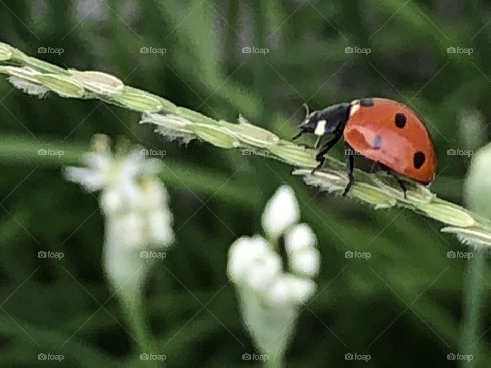 Little crawling ladybug