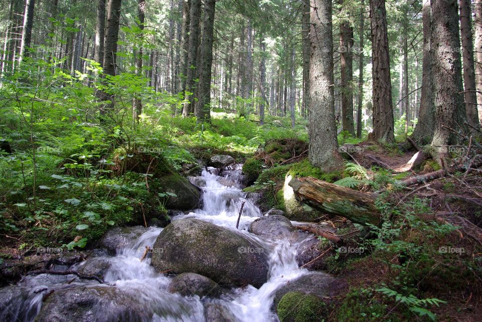 Little river in the forest