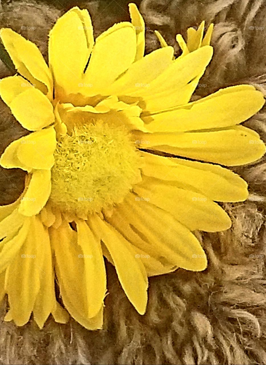 Yellow flower with a touch of gray