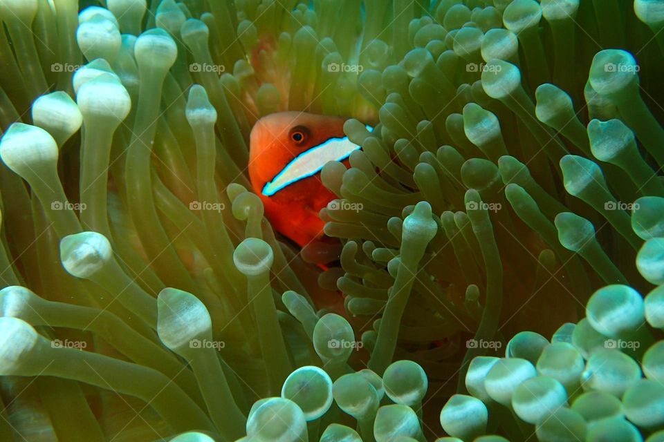Clownfish