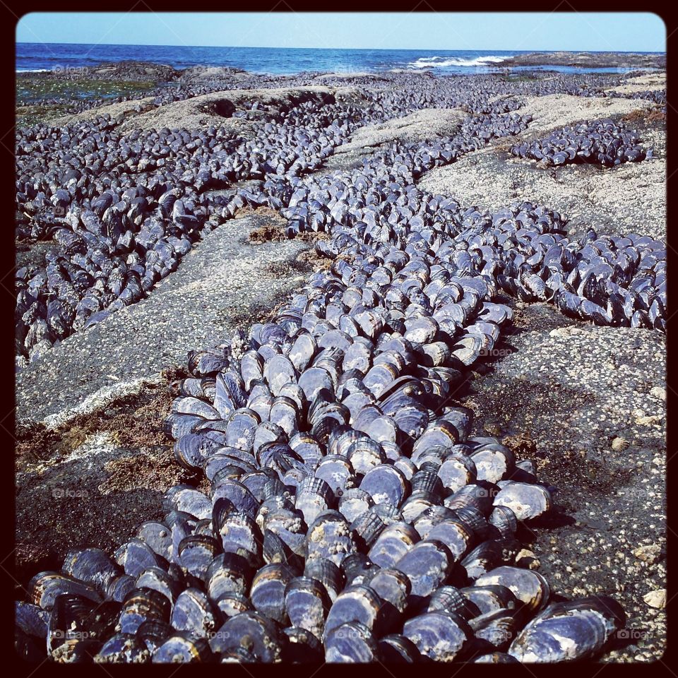 Mussels for "Miles"