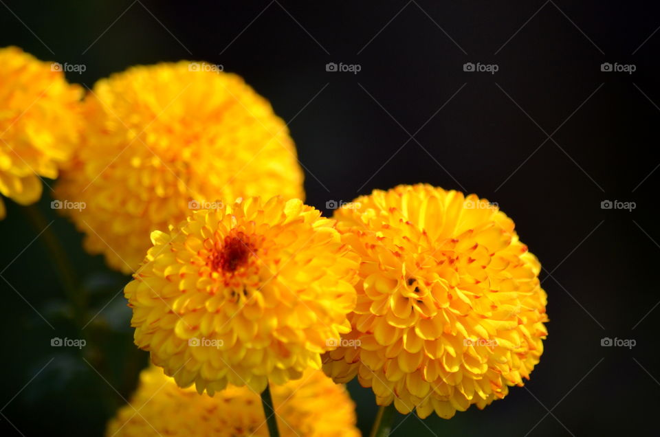 yellow flower