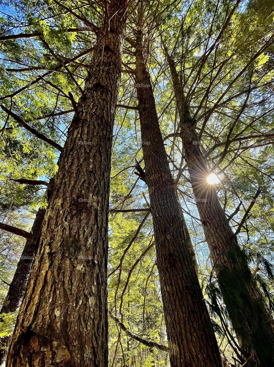 The Eastern White Pine, valued for its tall, straight trunks has been used as ship masts since the 1600s.  It is the official State tree of Maine and a proud symbol of Maine heritage.