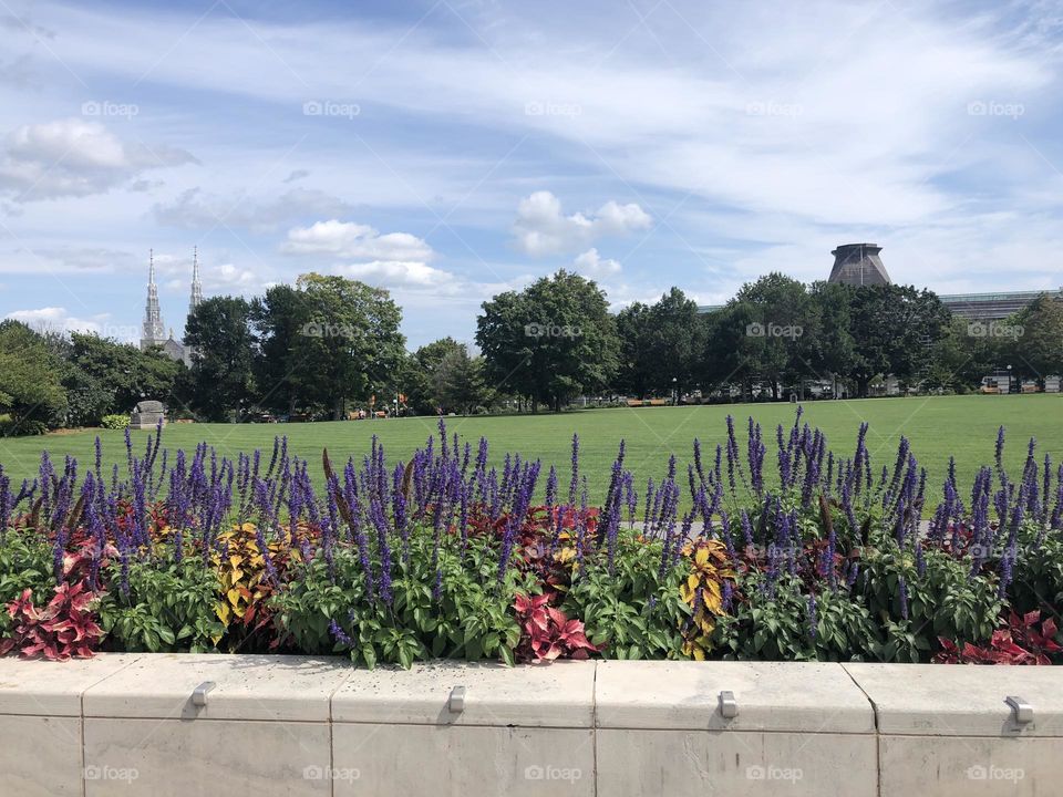 Flowers blossoming at the garden and the park green field behind in a cloudy blue sky 