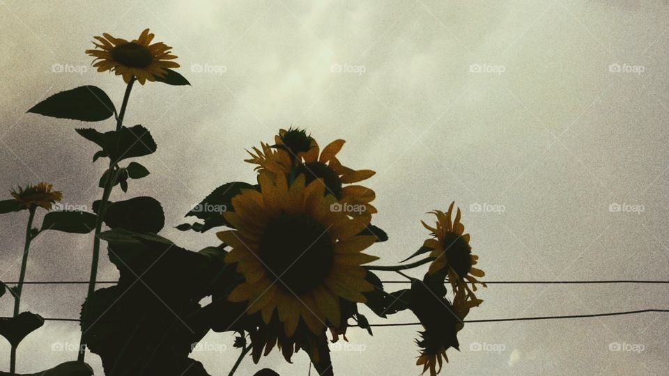 Sunflowers