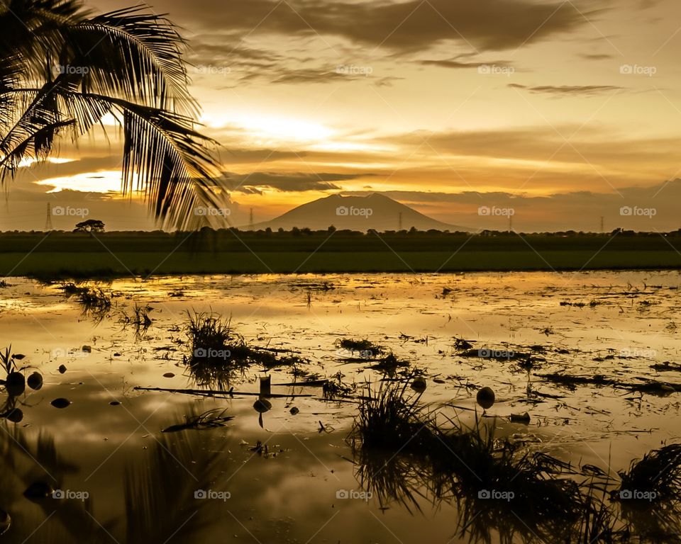 Framing the Mt. Arayat on the background from a watery rice fields during golden hour.