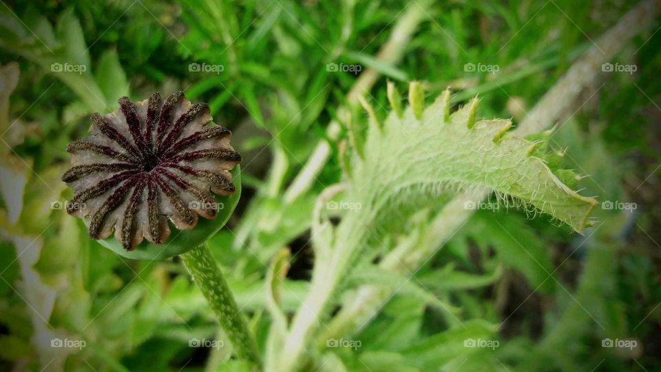 Old poppy