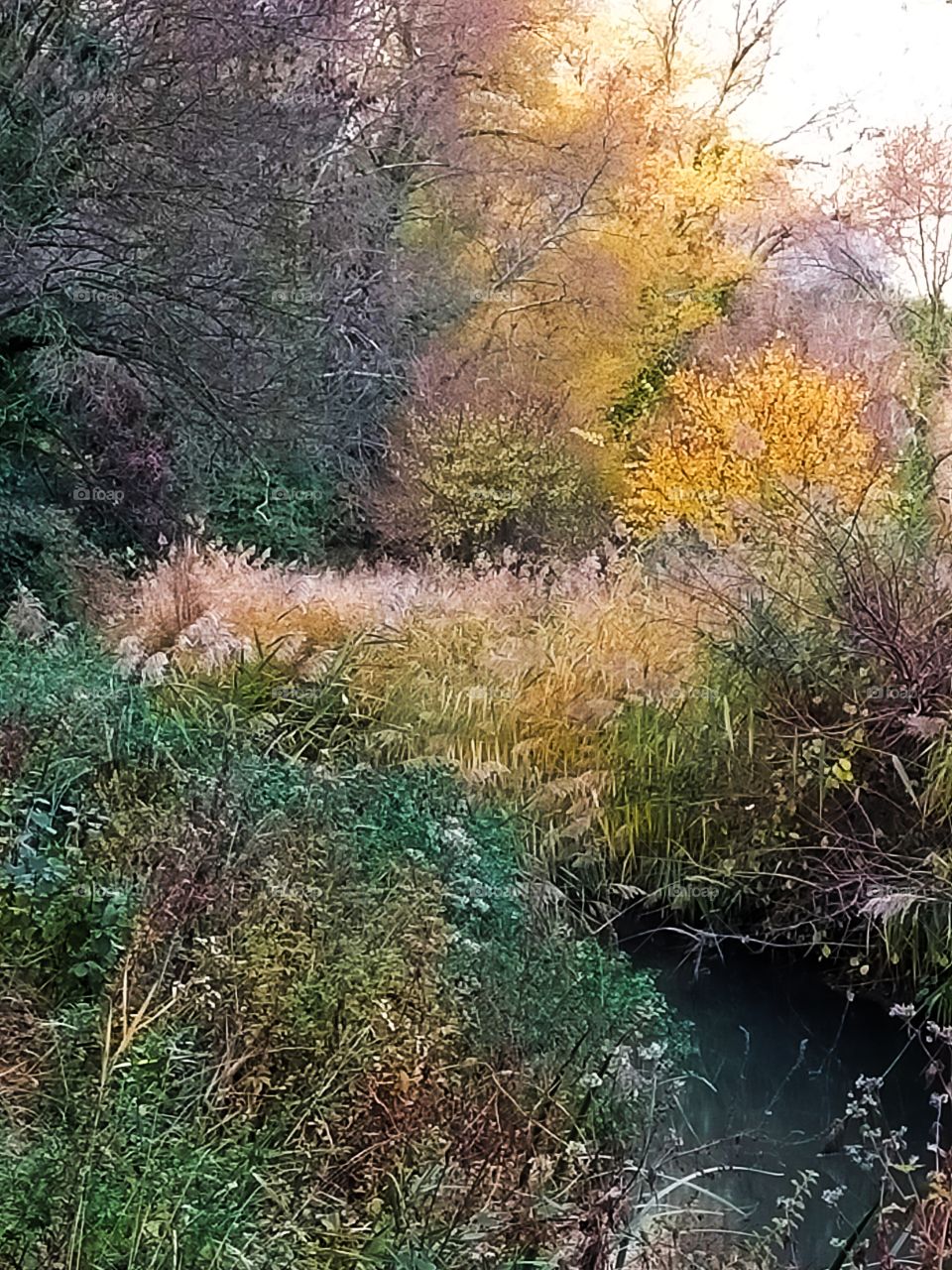 Nature savage (Automne près de la vallée heureuse)