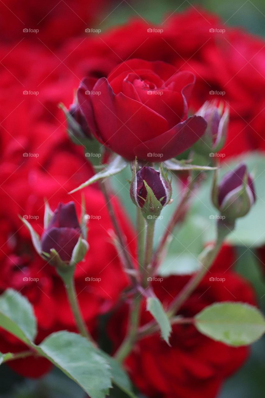 Red rose and bud's of a rose 🌹