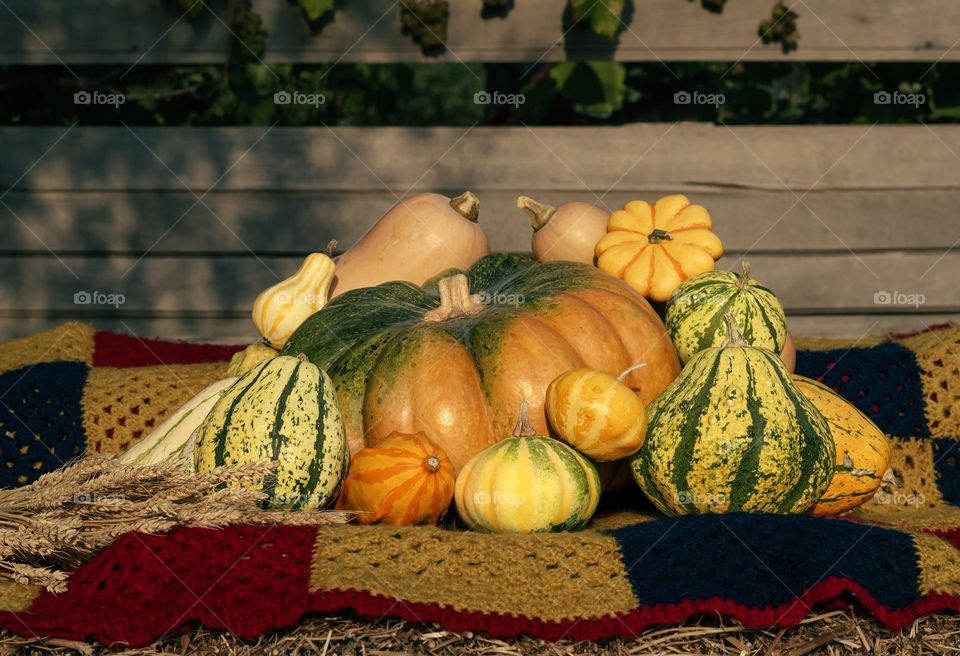 Autumn harvest pumpkin, squash, gourds and wheat on a crocheted blanket against wooden background.