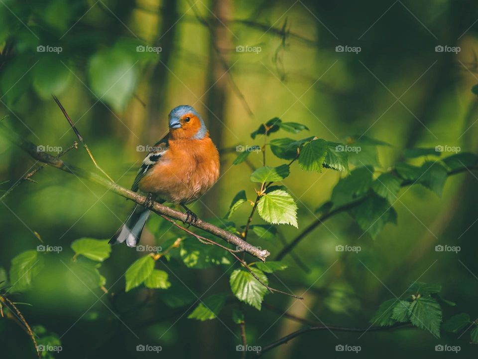 Beautiful and cute bird