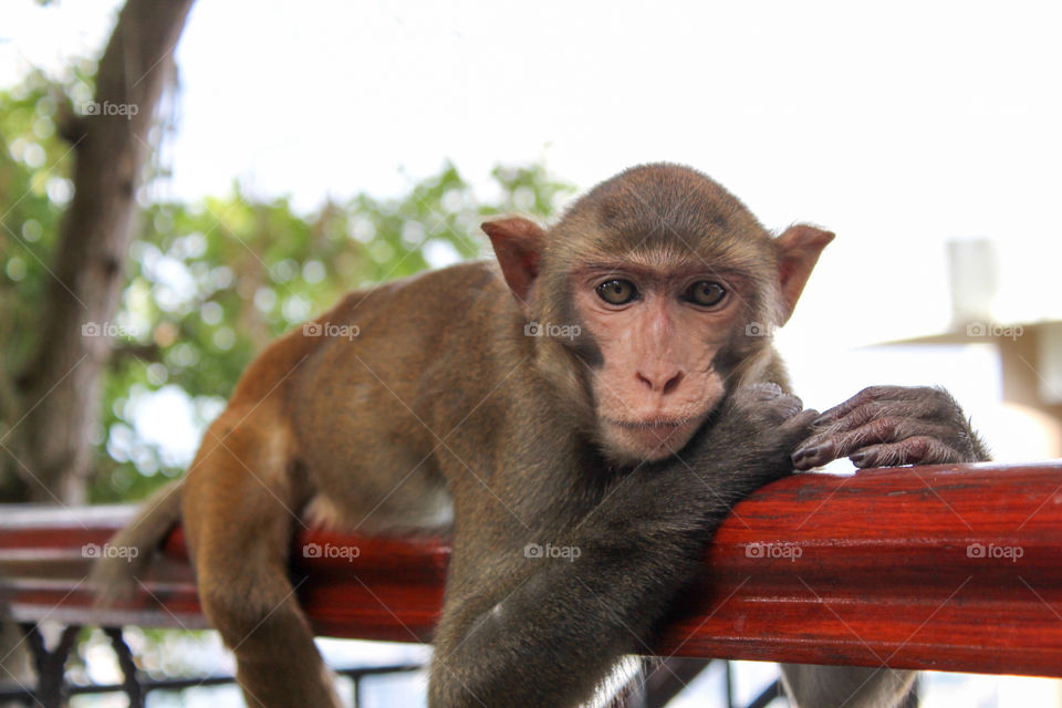 A portrait of a resting monkey
