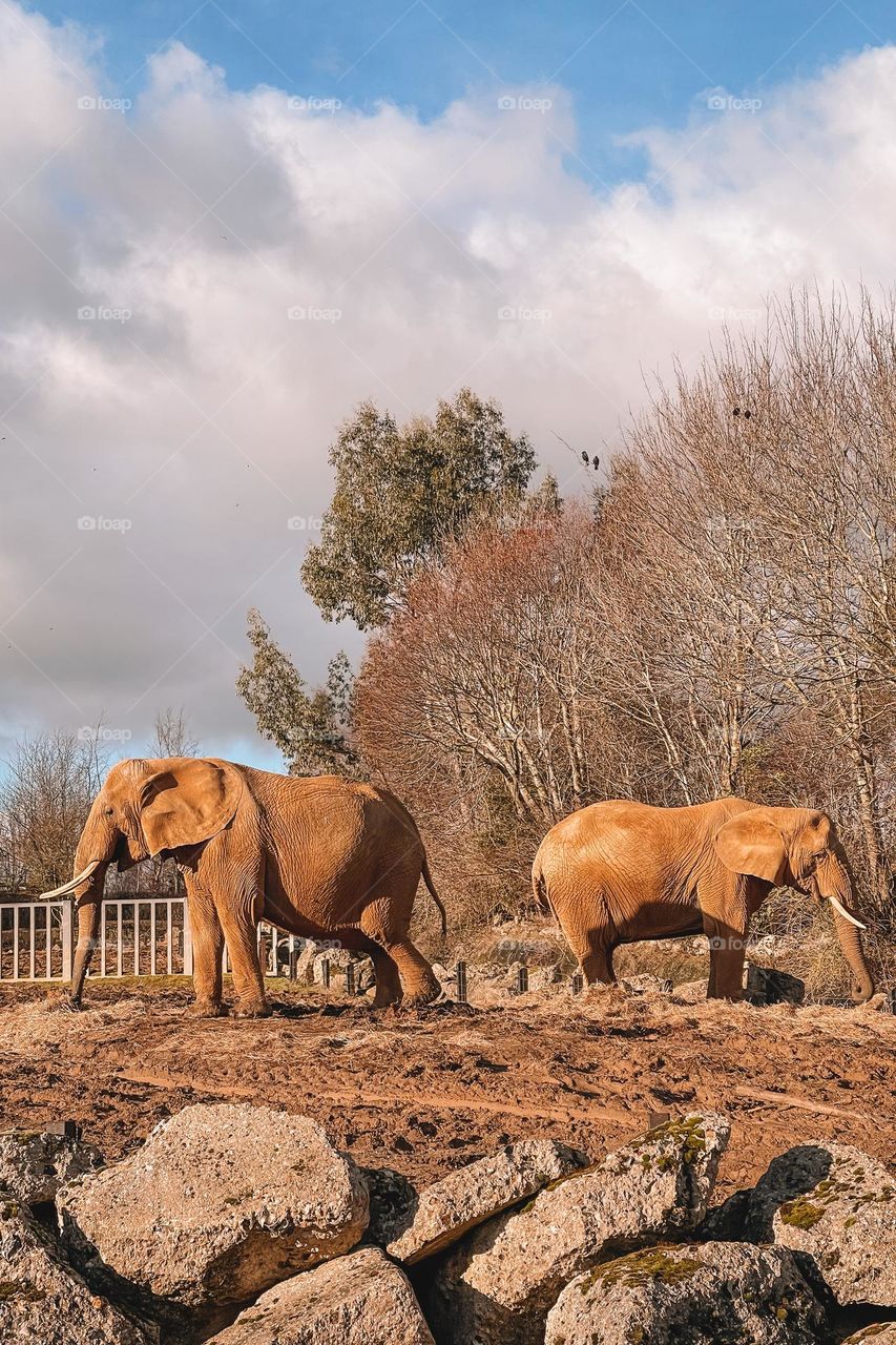 A photo with 2 elephants in a zoo