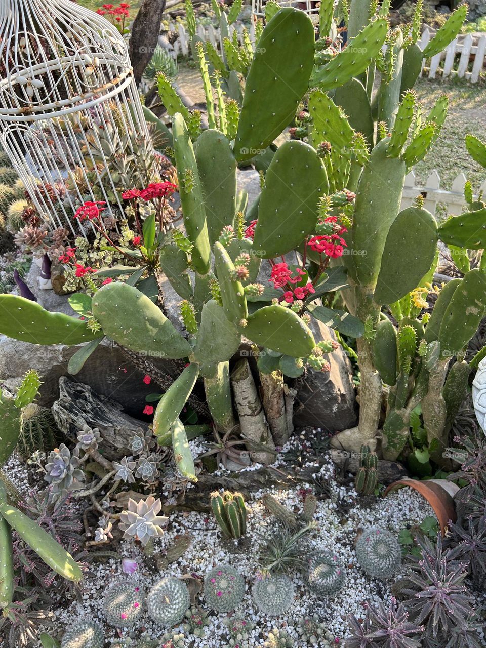 succulent plants in Yuanshan Flower Expo Park
