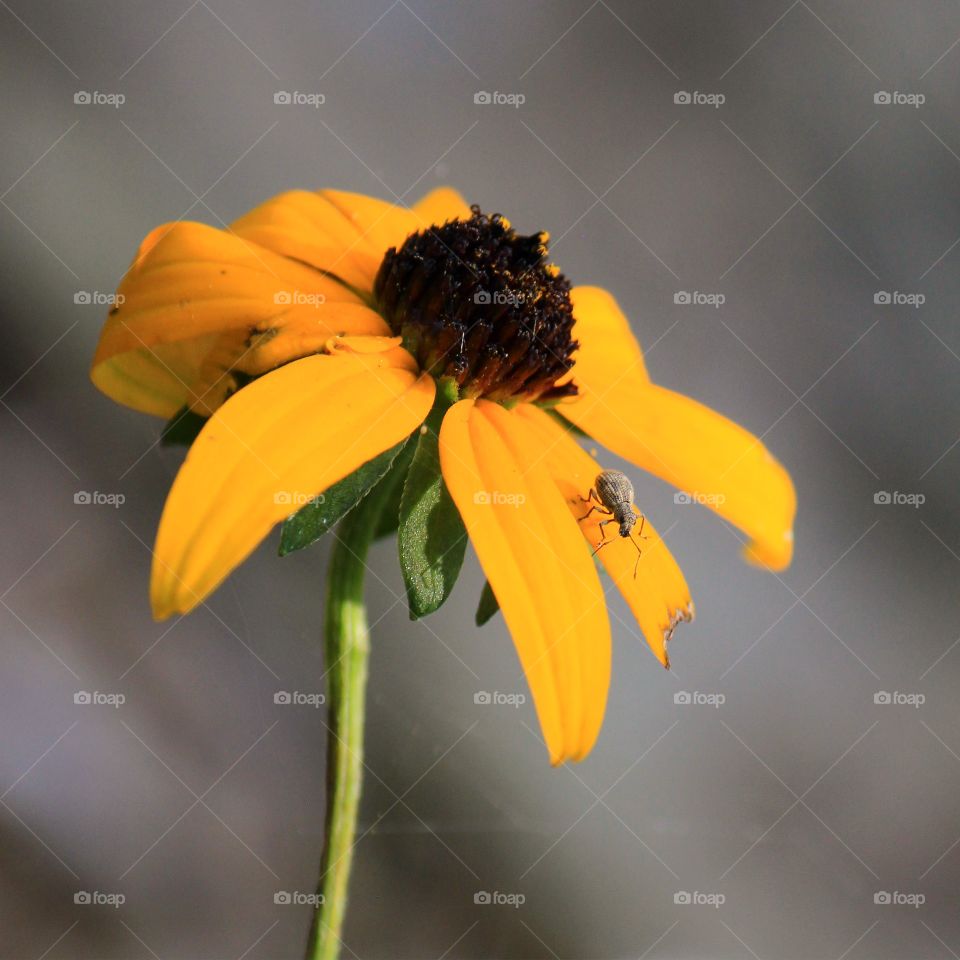 Elevated view of bug on flower