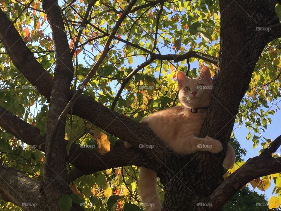 Tabby Cat stuck in tree