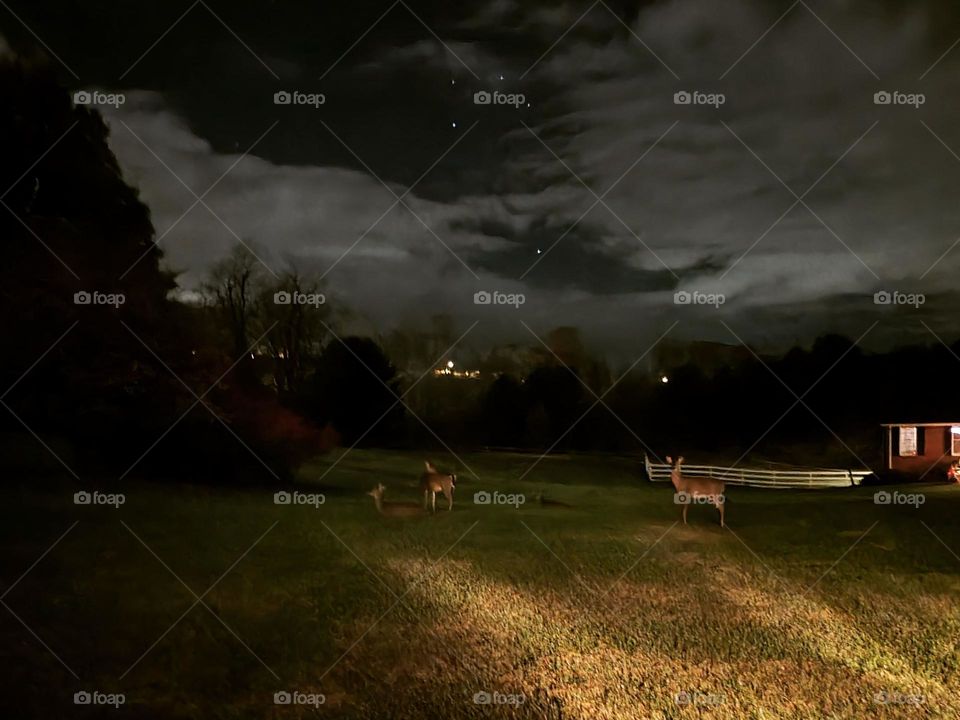 nighttime photo of a field with deer and clouds