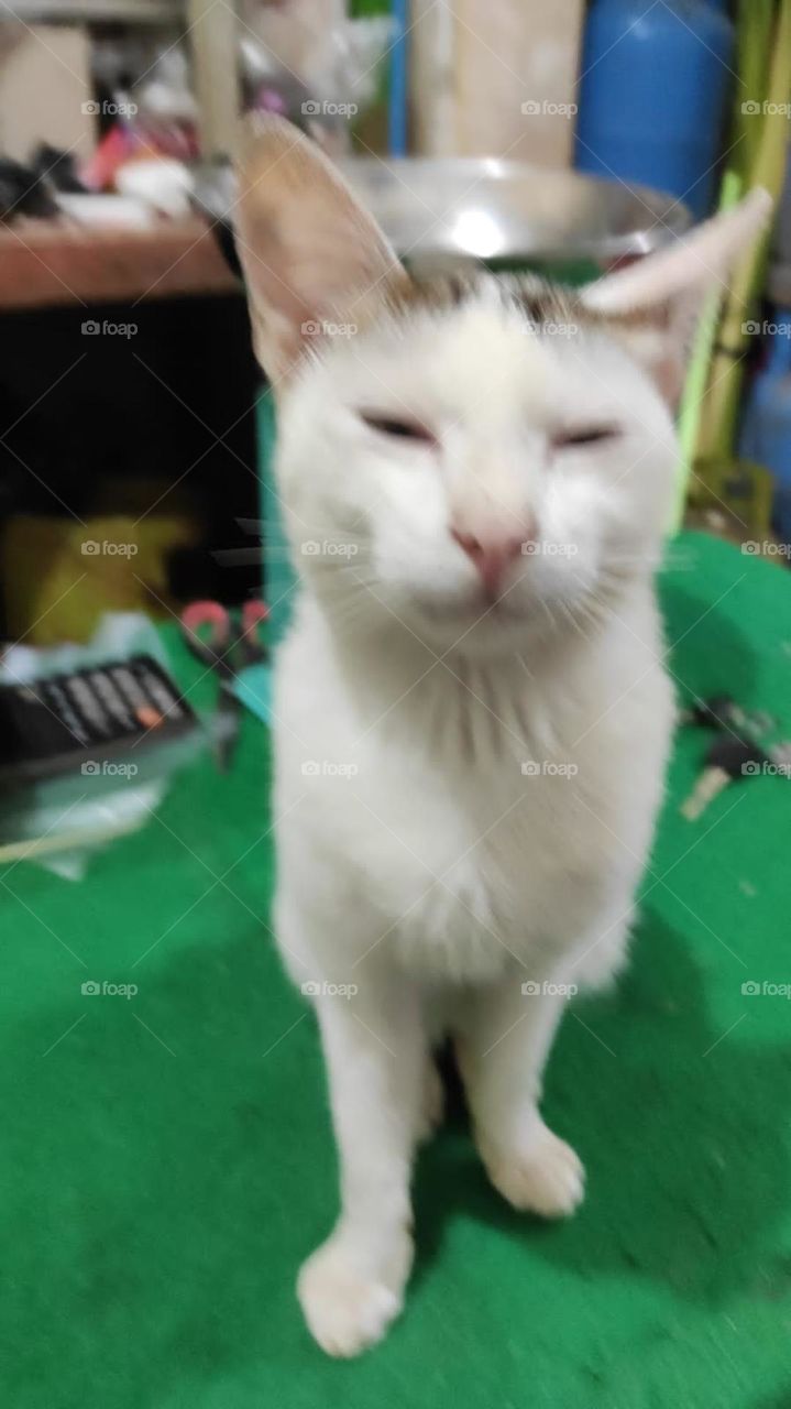  The cat sleeps when the picture is taken on stock images