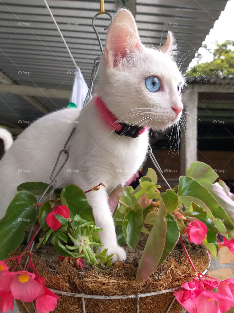 kira haciendo daños