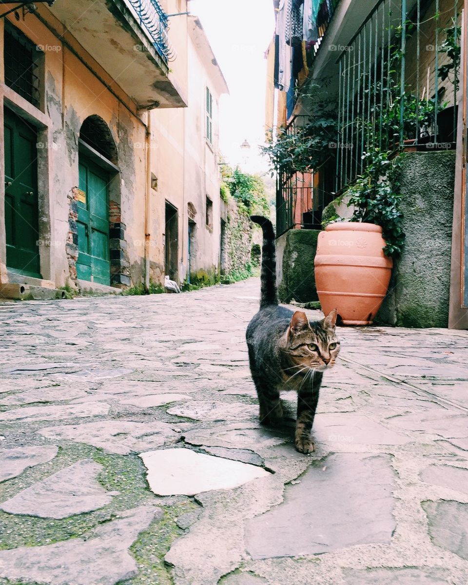Cat in Corniglia 