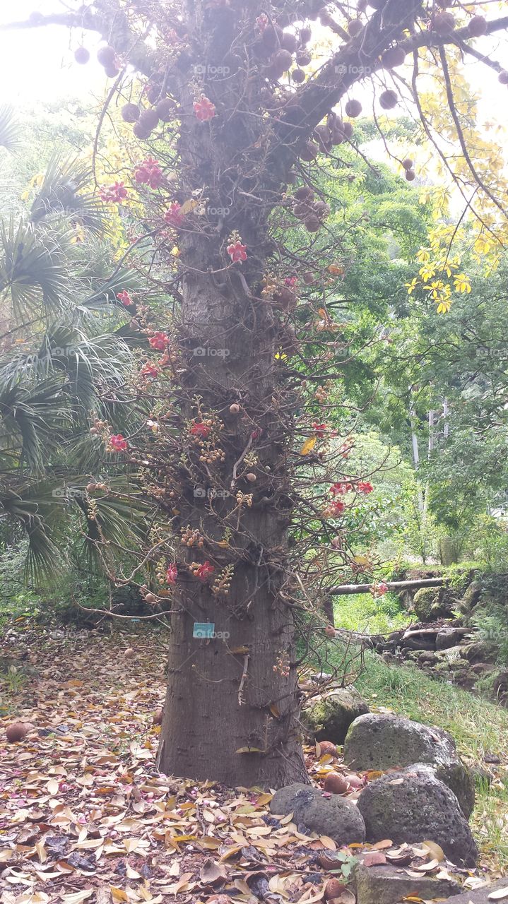 unusual tree