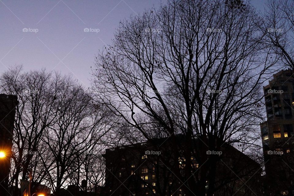 took this in madison square park 
trees and sunset is what i live for