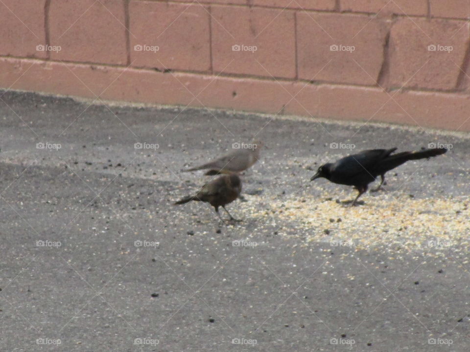 Birds eye view fer seeing seeds on the ground