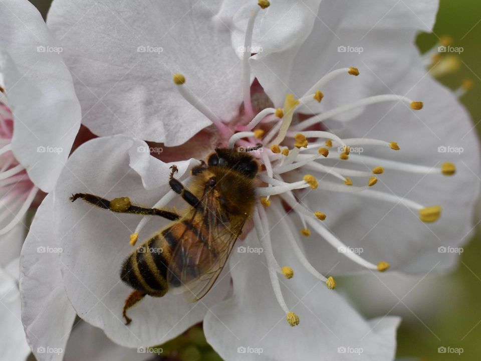 Bee collect pollen