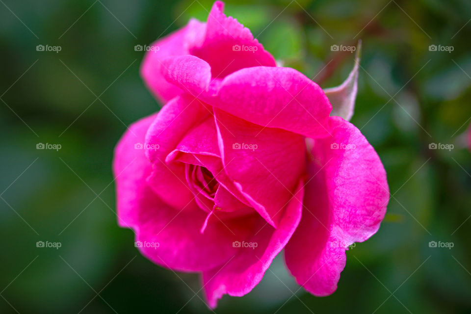 Pink rose