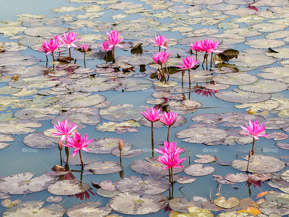 pink lotus