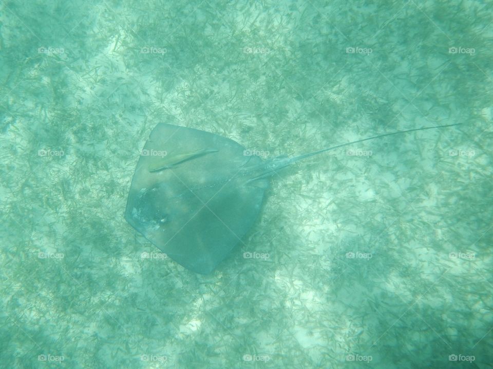 Sting ray