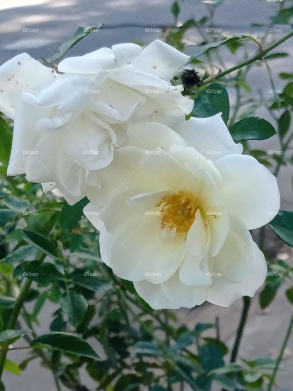 white roses for brides - rosas blancas para las novias