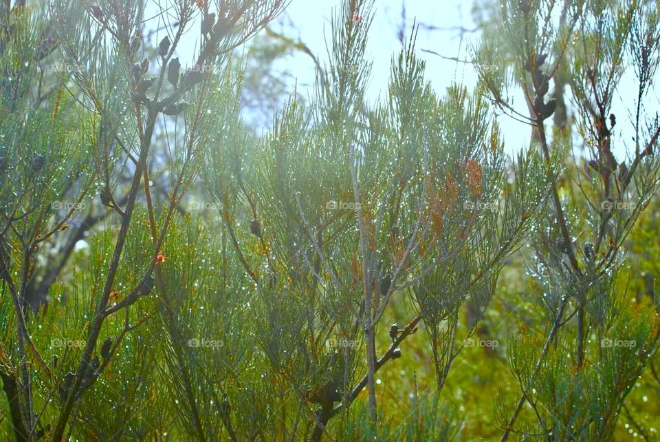 Dew on evergreens