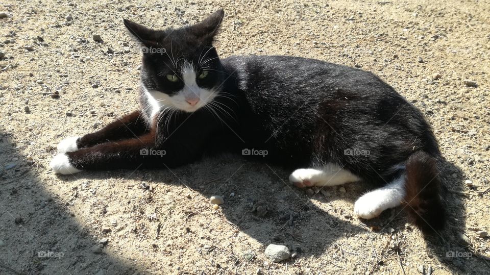 lazy cat