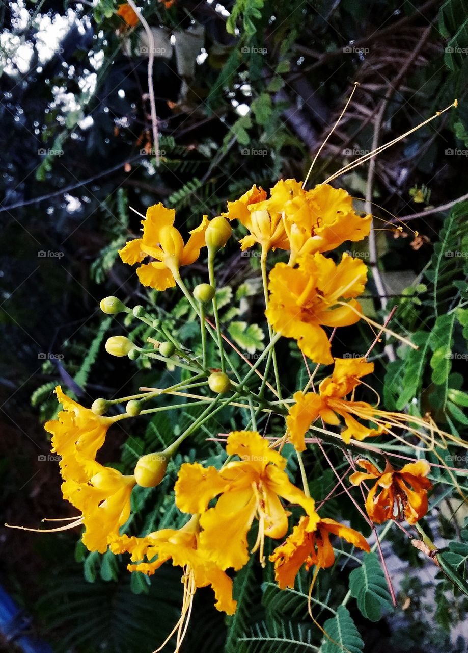 this is a beautiful flowers HD the same day as well as the