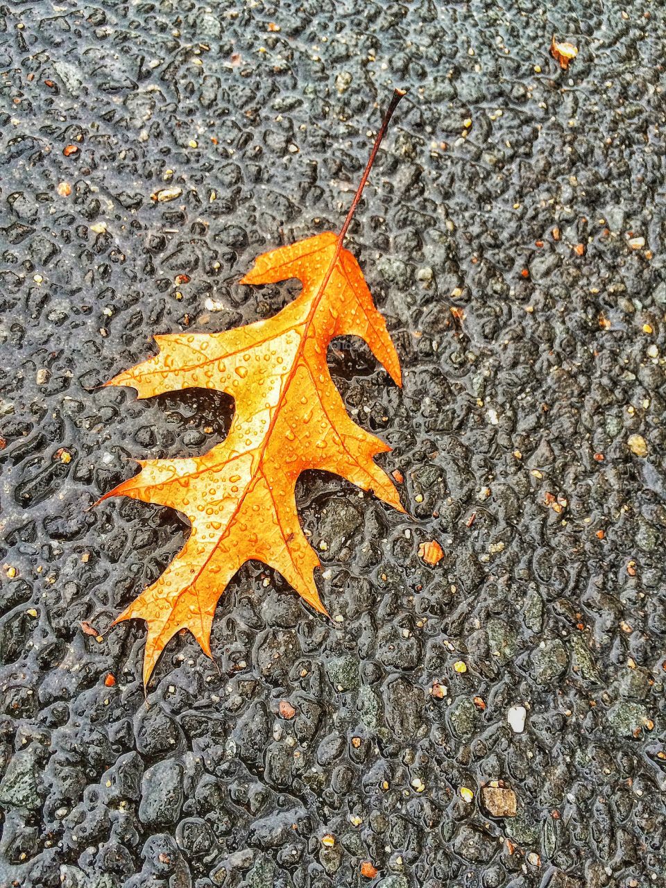 Fallen Leaf or It's Raining Again 