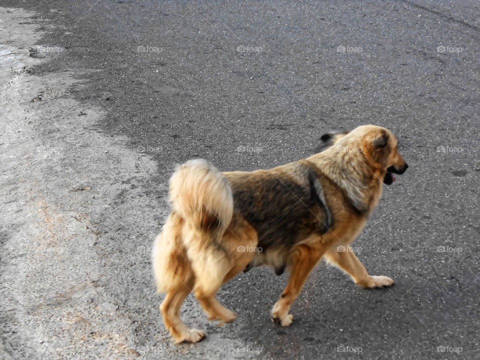 Mother Dog Walking Out