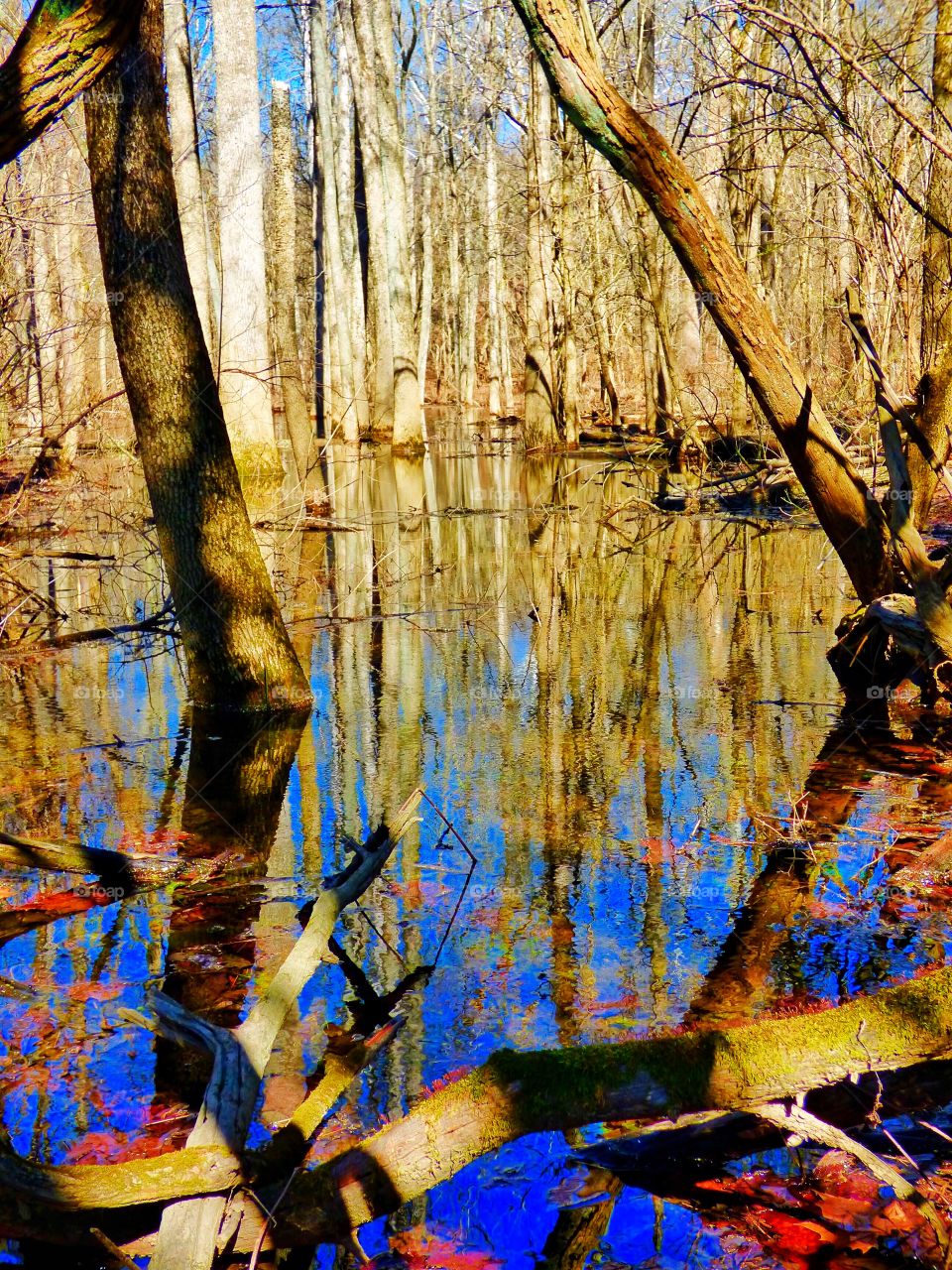 Tree reflection in the park