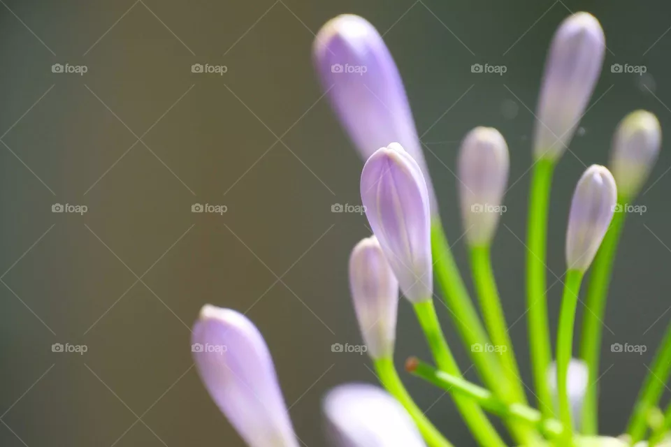 purple flowers