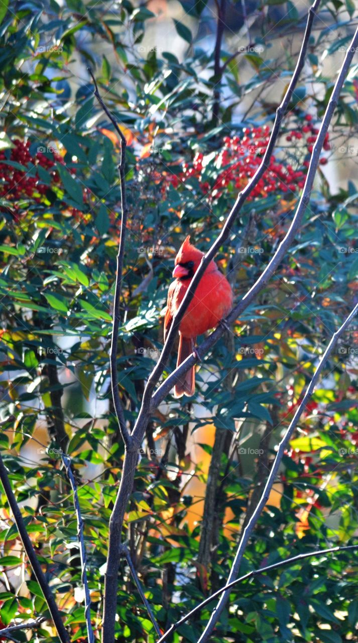 cardinal